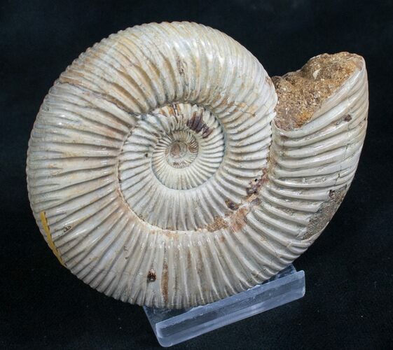 Perisphinctes Ammonite - Jurassic #7368